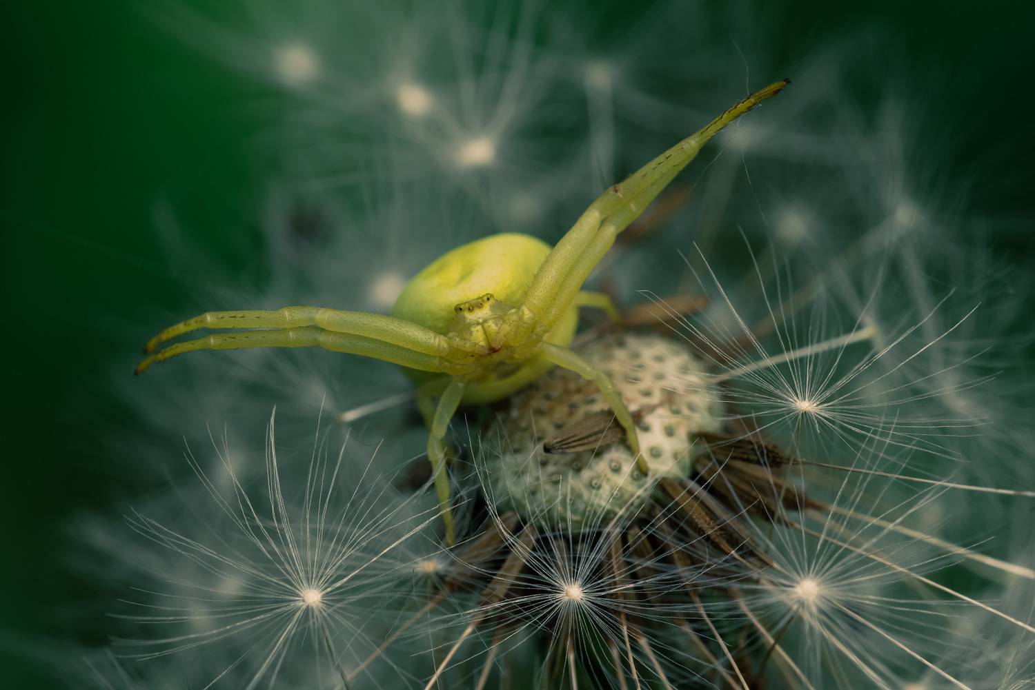 , Рагинская Ольга