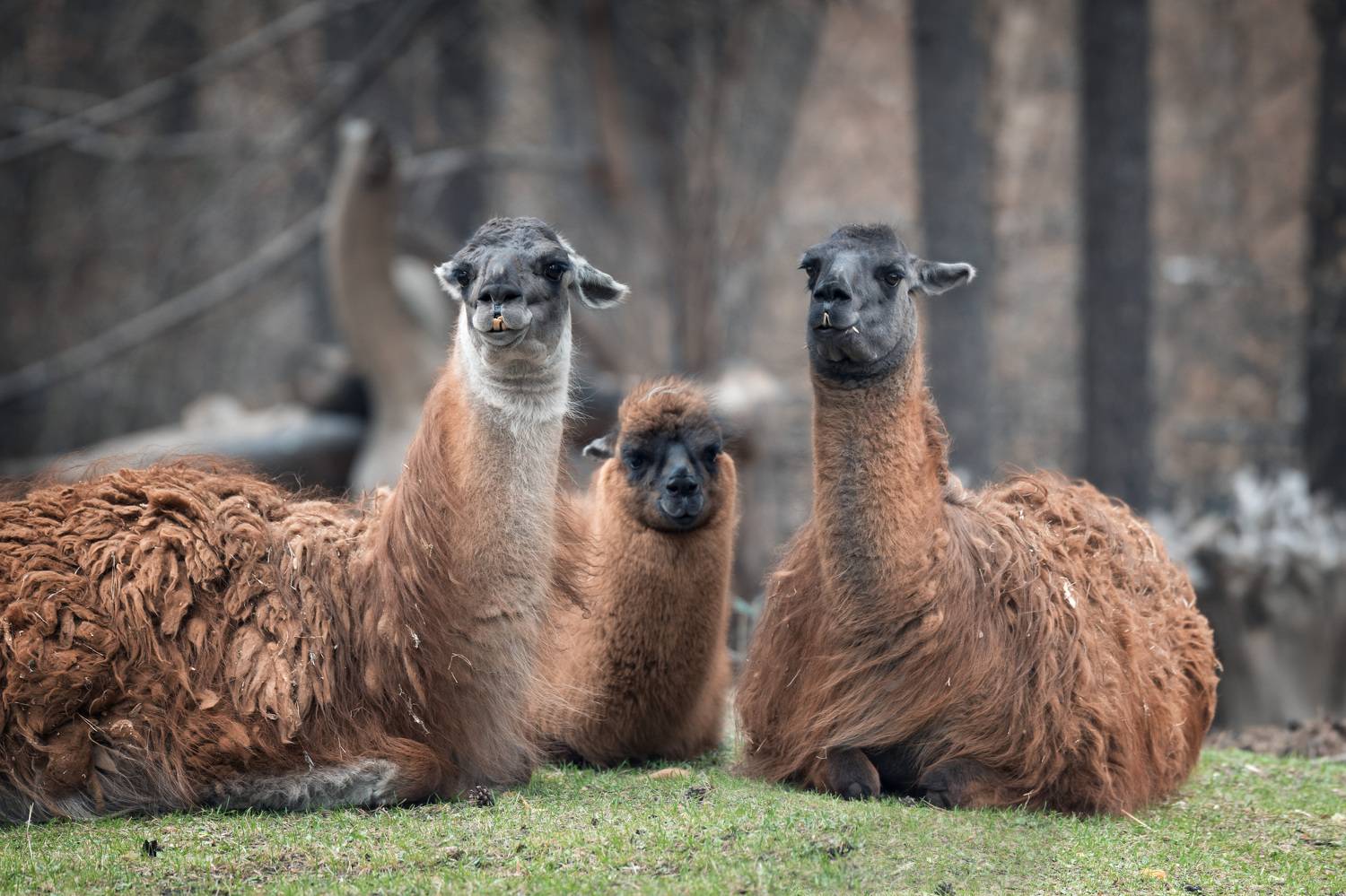 , Рагинская Ольга