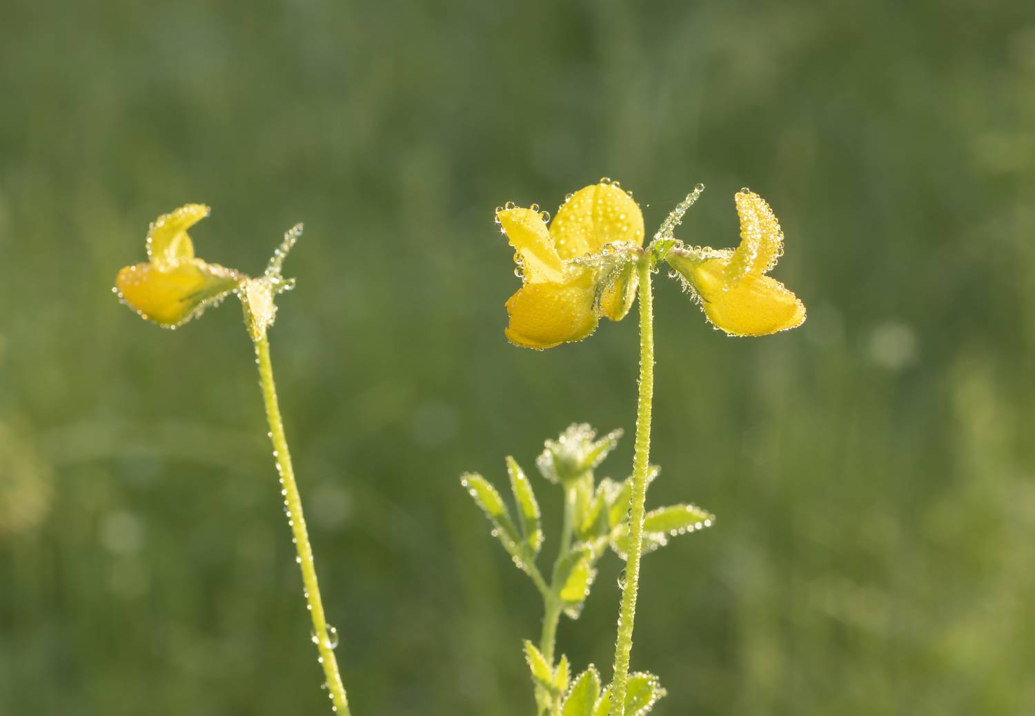 , Ольга Бонина