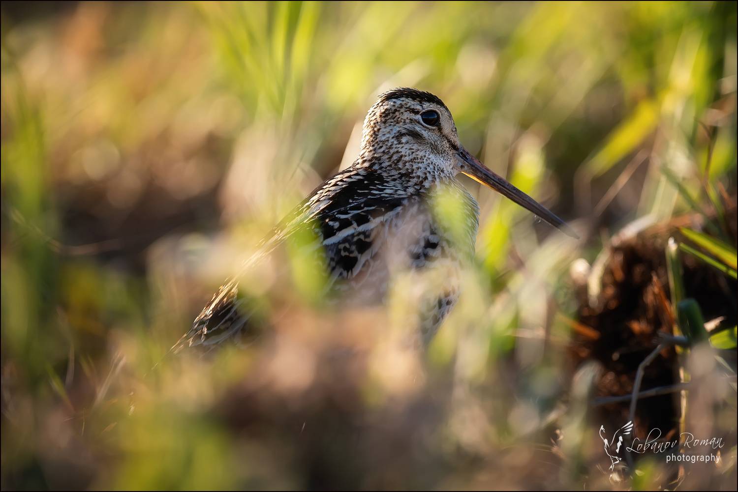 , Лобанов Роман