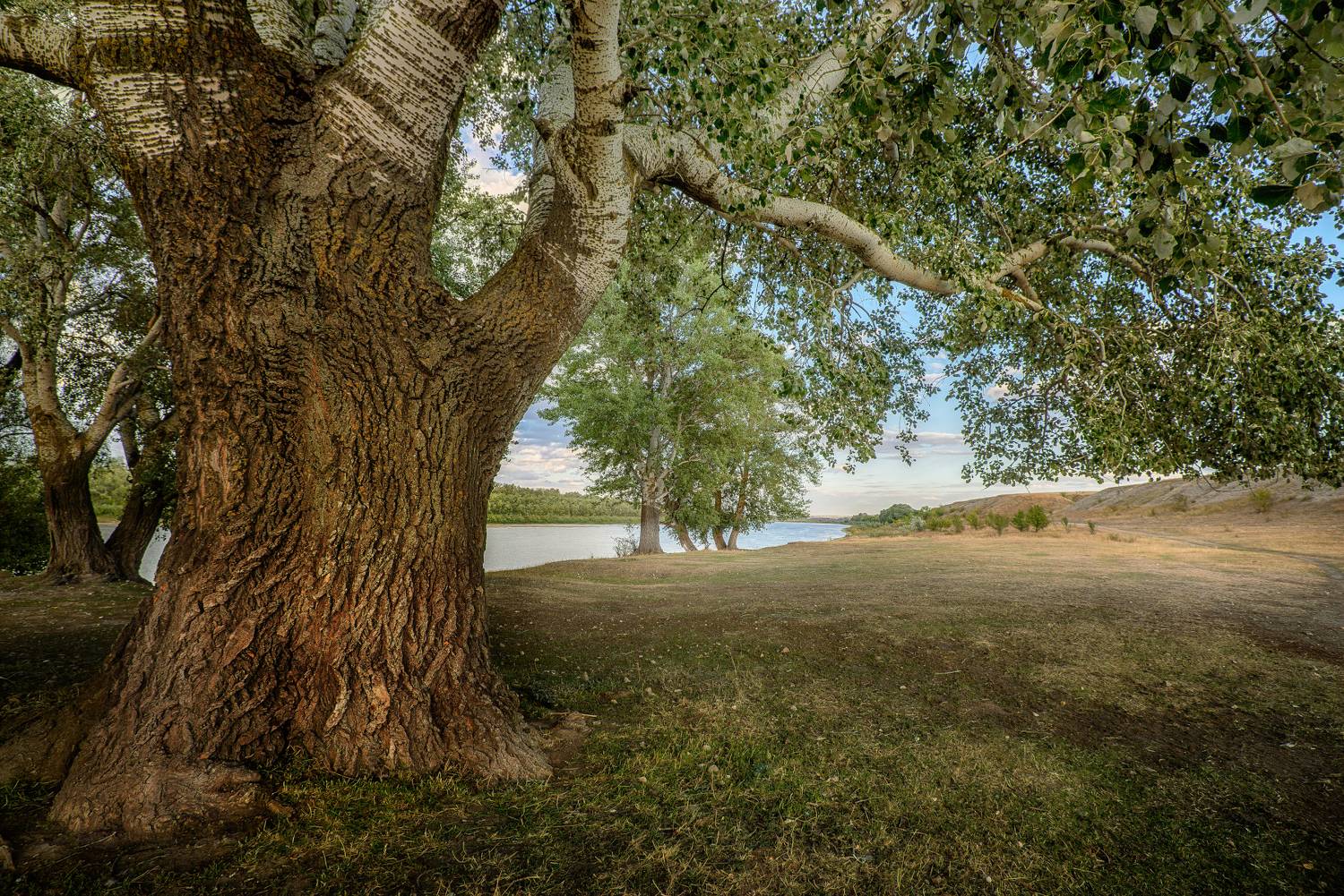 тополя, дон, степь, Сергей Аникин
