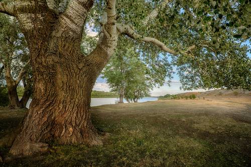 Донские тополя