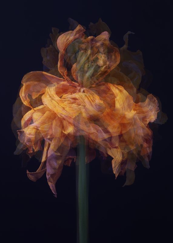 tulip, flower, тюльпан, цветок tulip dance фото превью