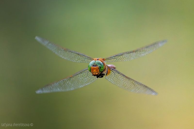 Коромысло рыжеватое фото превью