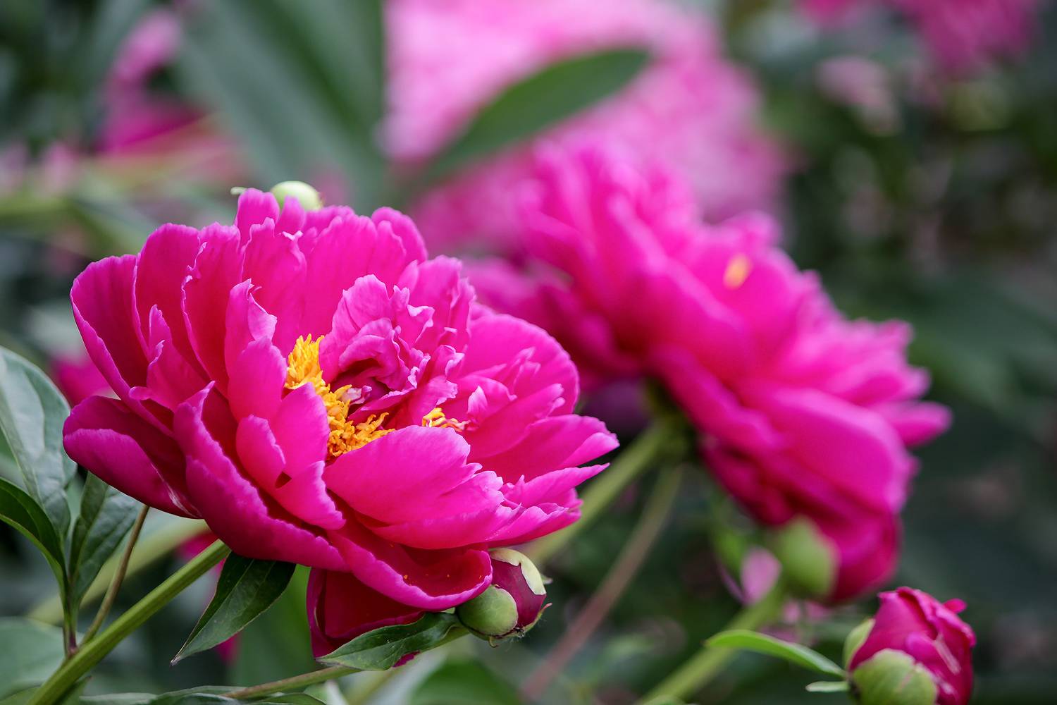 пион, paeonia, КарОл