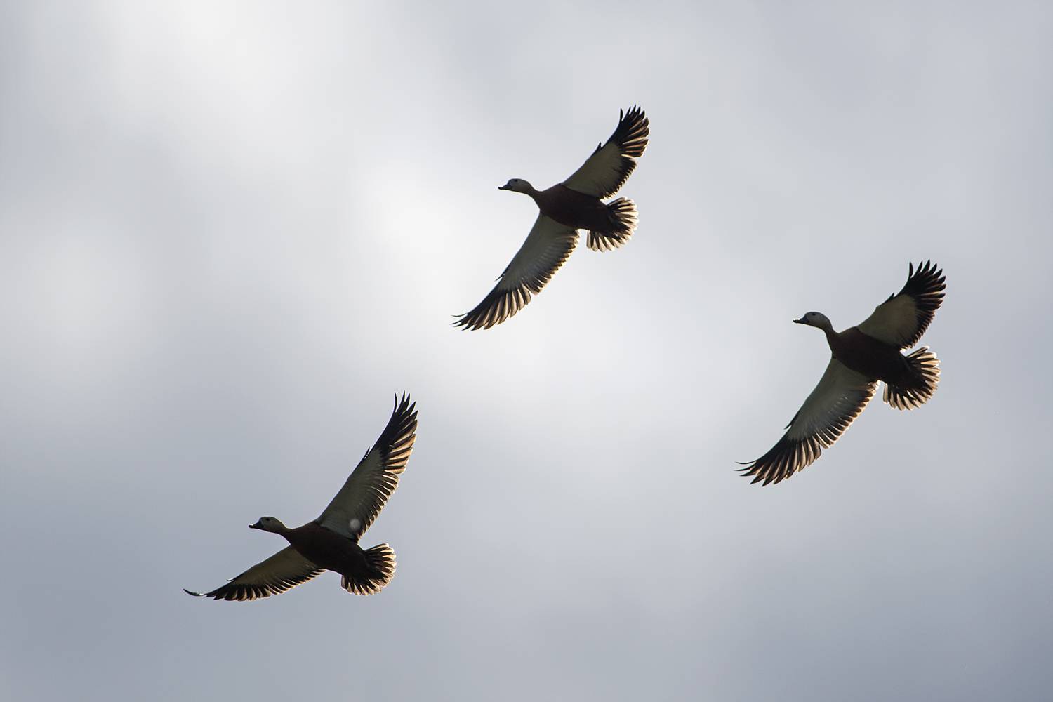 , Евгени Стефанов