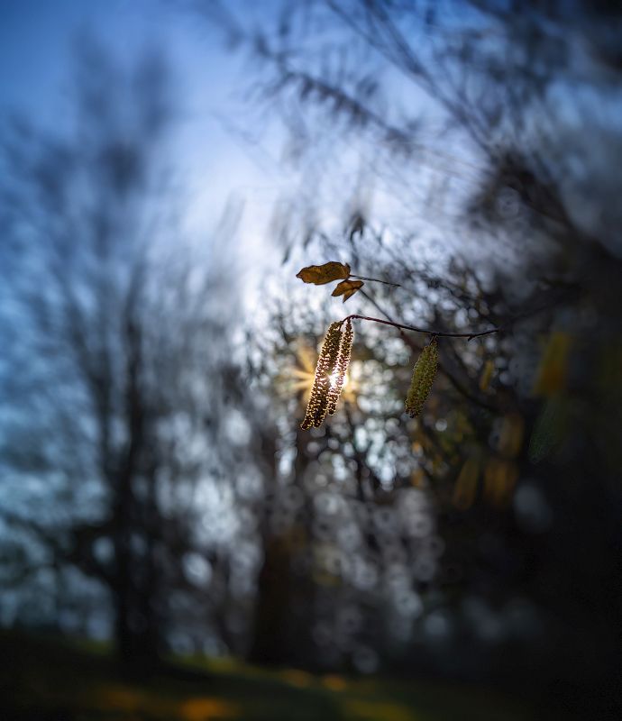 весна, вечер Весенний звоночек фото превью