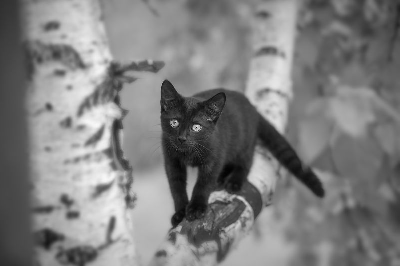 кошки, , животные, чб, , , pets, cats, animals, b&w Мини Ягуар фото превью