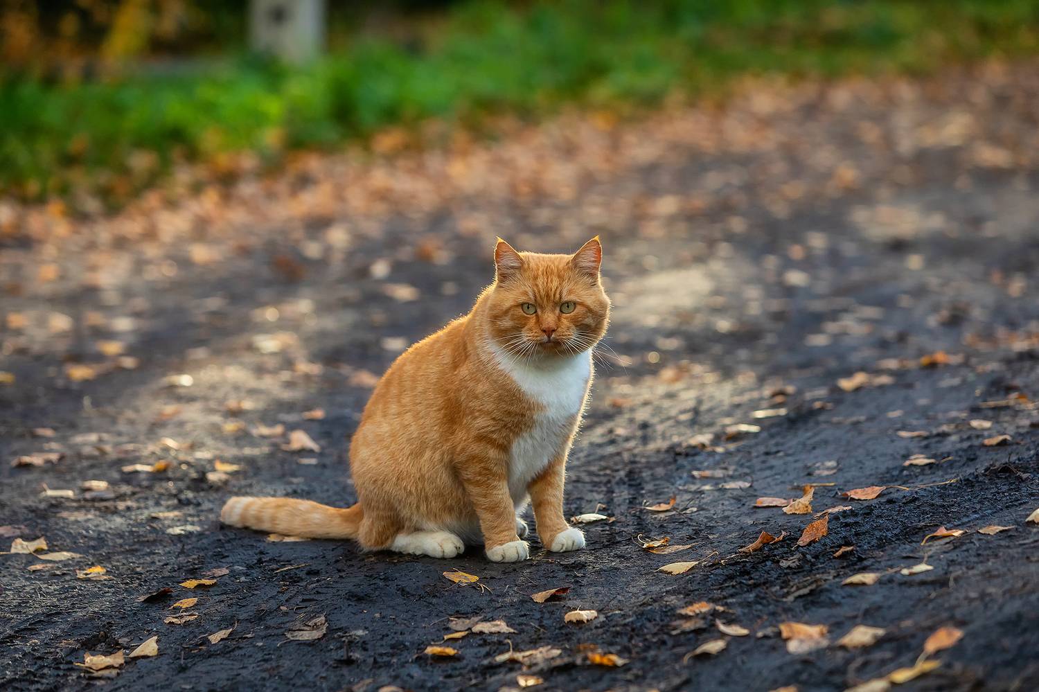 , Alexander Pashenichev