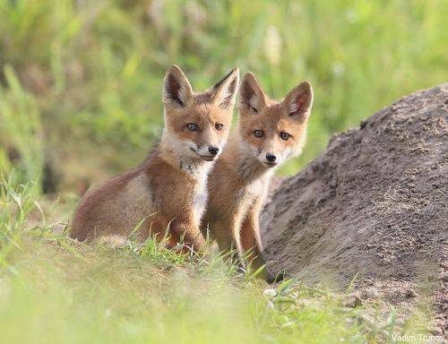 Братик и сестричка