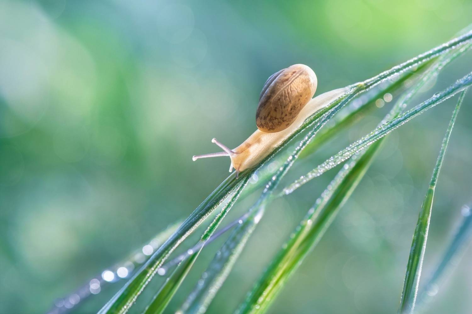 , Людмила Бекман