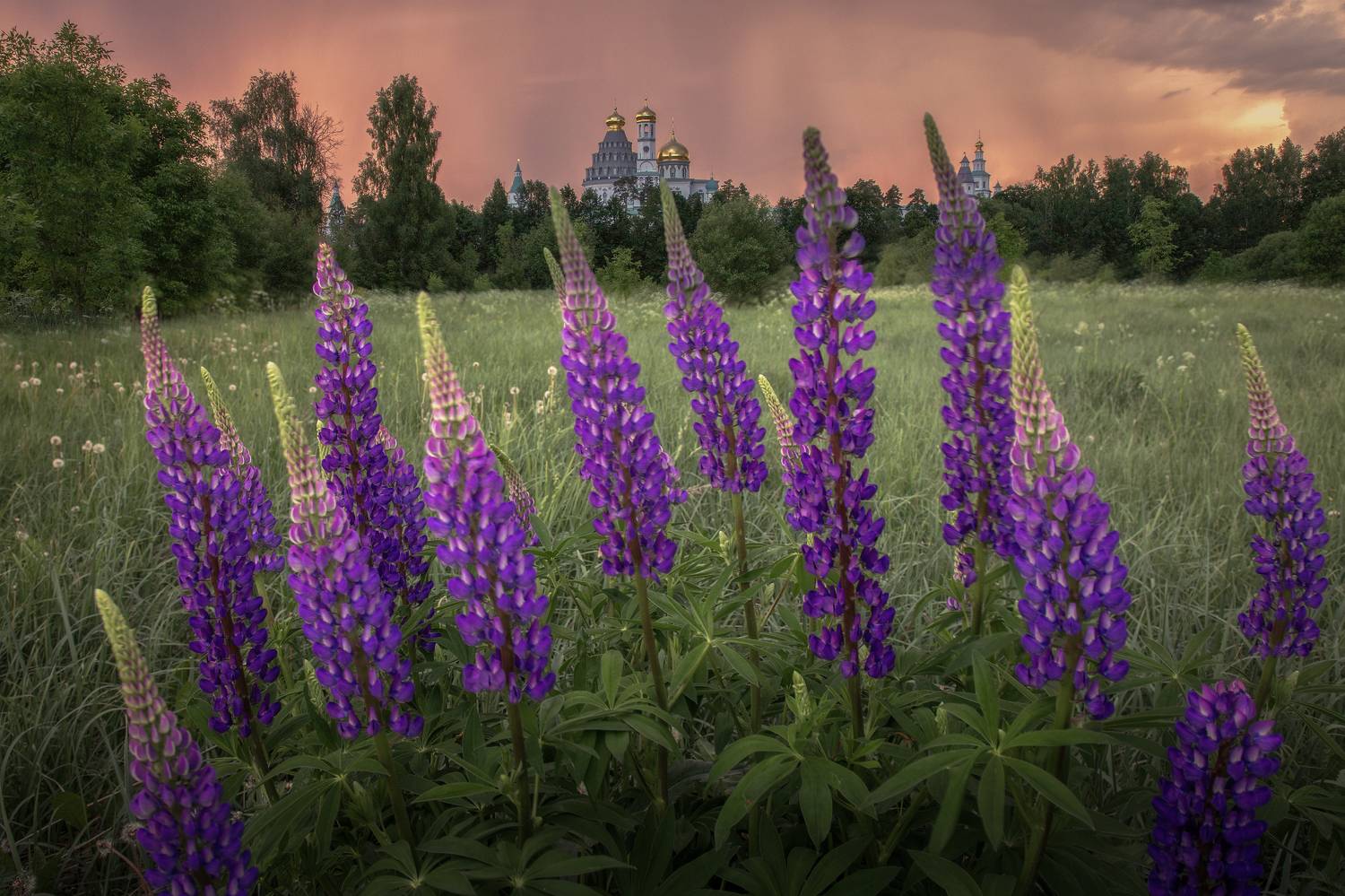 Истра, Гусева Елена