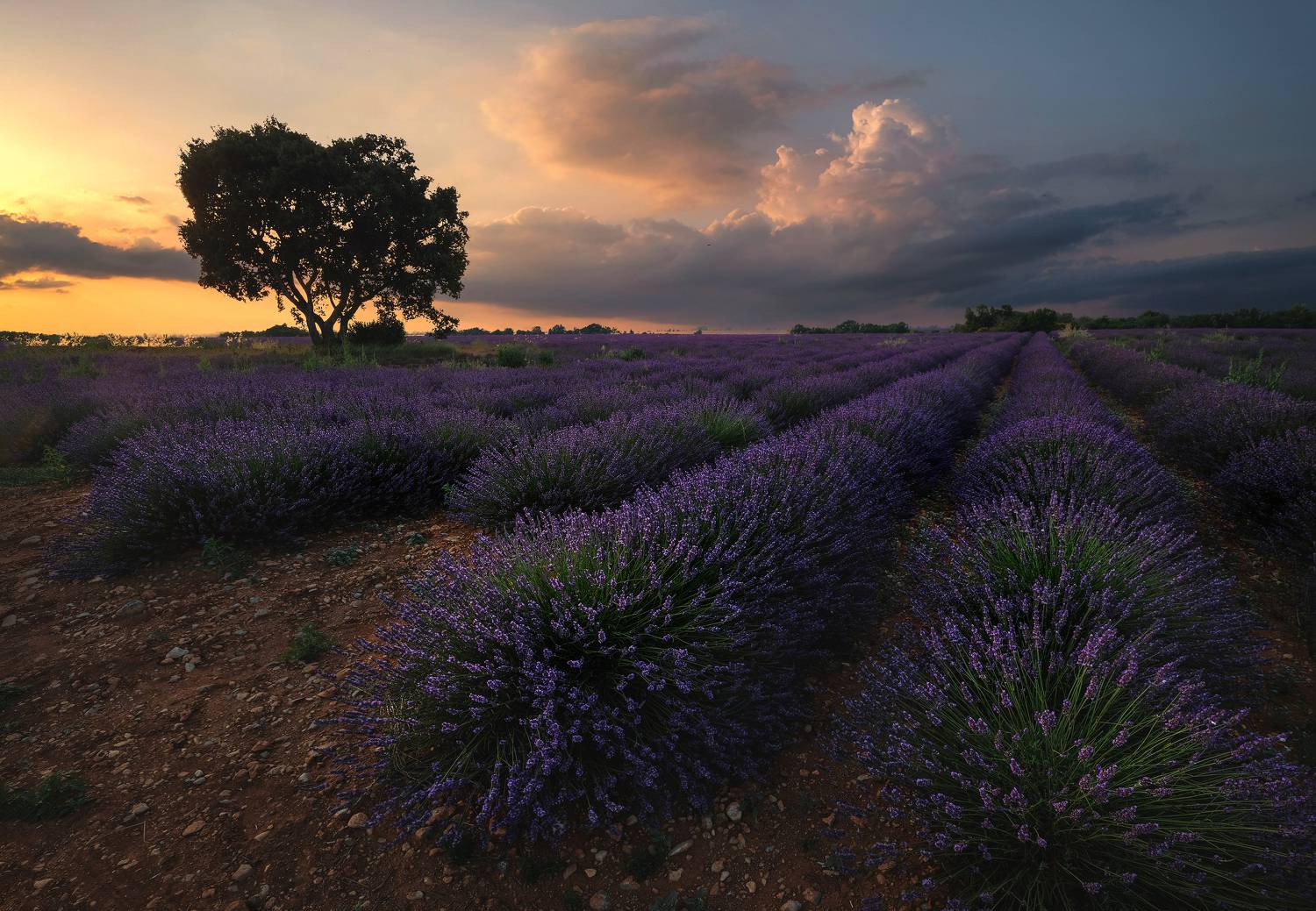 Лаванда, Пейзаж, Валенсоль, Франция, Алексей Бордуков