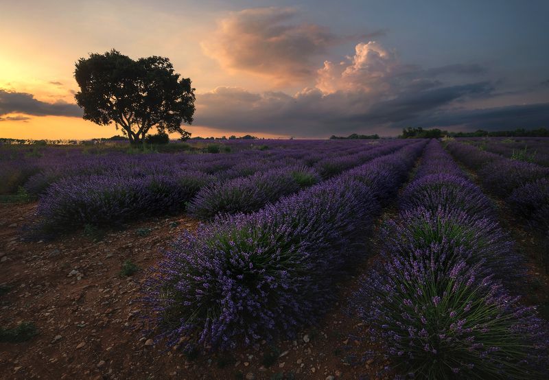 Лаванда, Пейзаж, Валенсоль, Франция  фото превью