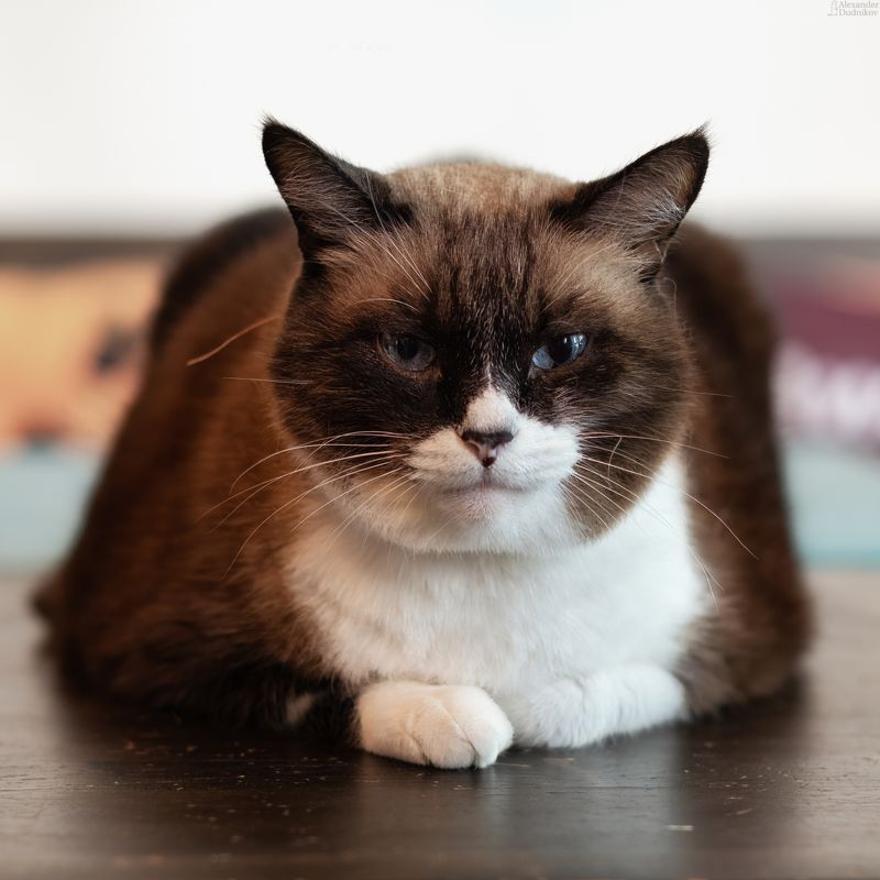 животные, портрет животного, кошачьи, кошки, кот, млекопитающие, animals, mammals, animal portrait, cats, felidae Big boss фото превью