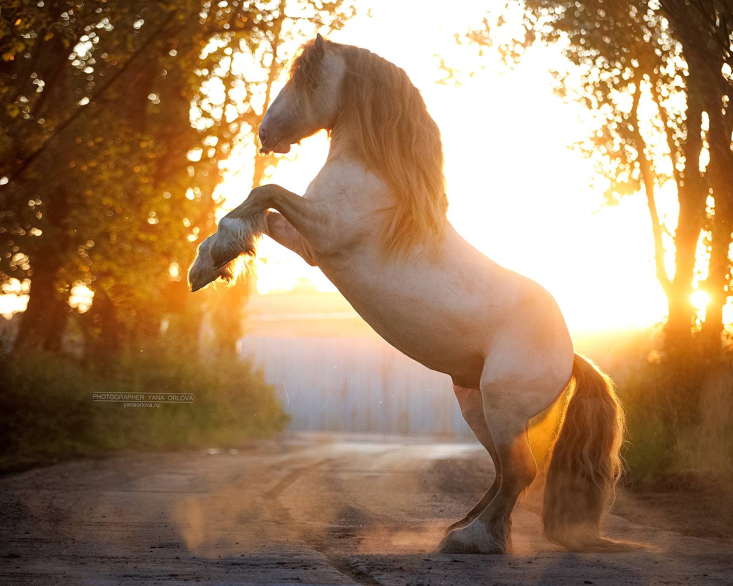 конный фотограф, лошадь, конь, лошади, конная фотография, жеребец, horse,  horses, pferd, конный фотограф яна орлова, Яна Орлова