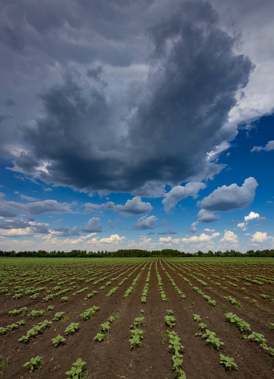 , Подосинников Максим