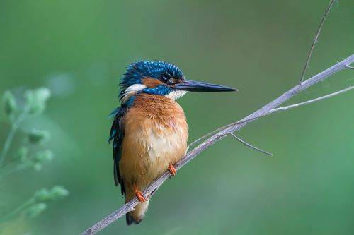 kingfisher