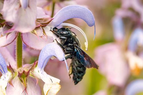 Violet carpenter bee