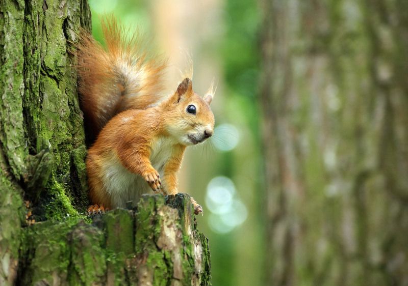 Ну ты видел наглеца фото превью