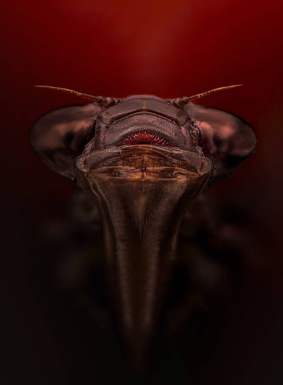 odonata sp., Kavaliauskas Eugenijus