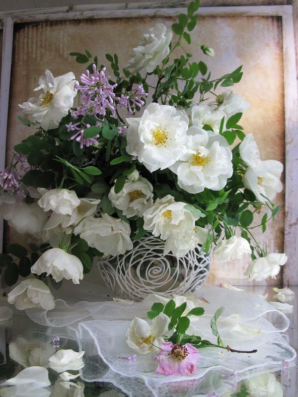 розы, сирень, июнь Белая магия фото превью