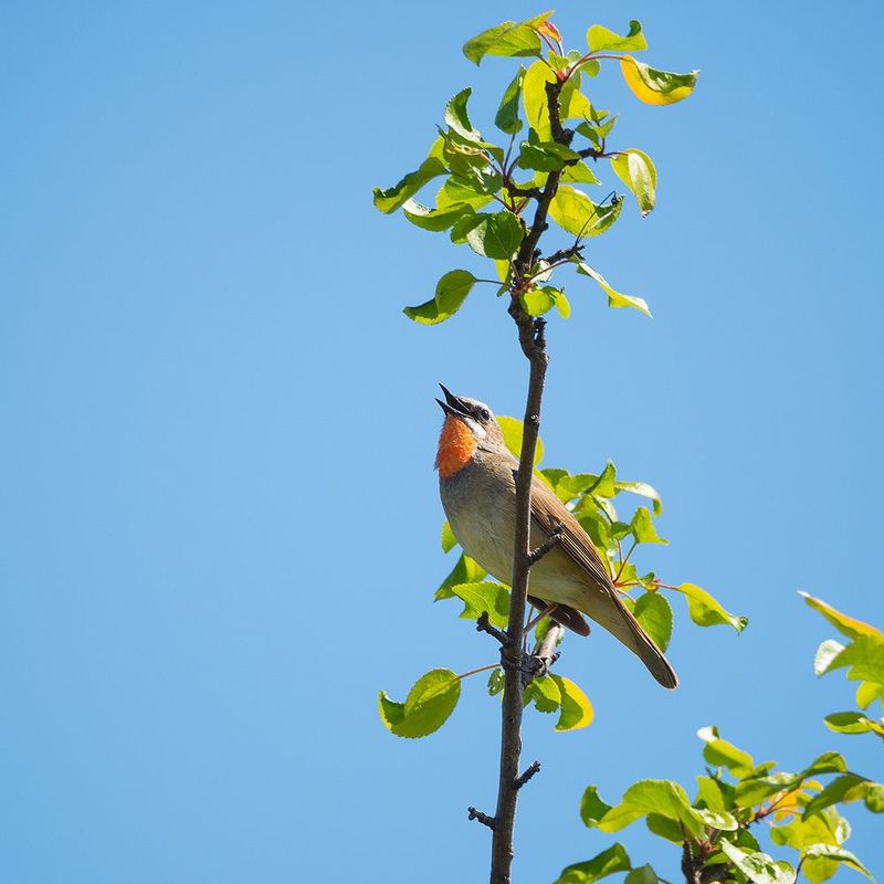 Соловей Красношейка. фото превью