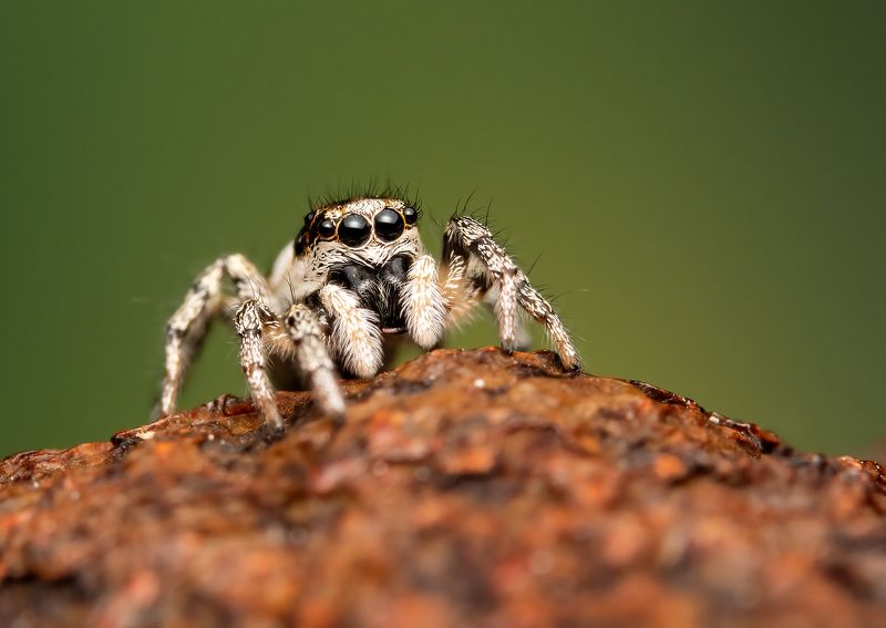Small jumping spider фото превью