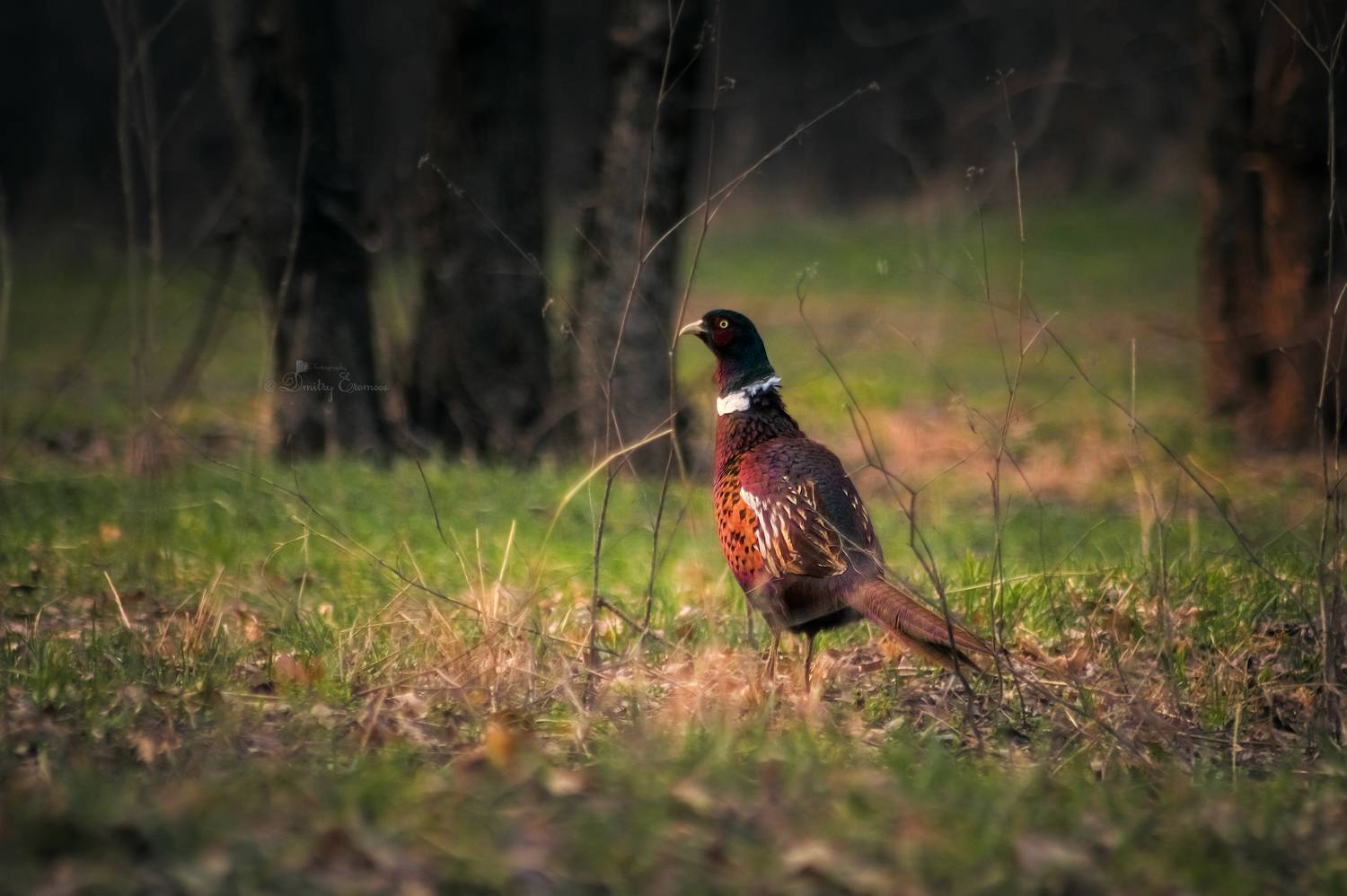 фазан птица природа роща фотоохота, Еремеев Дмитрий