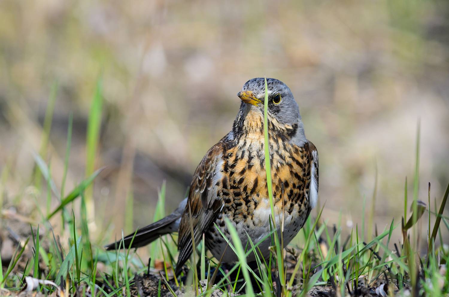 #дрозд #птица #bird, Александр Добыш