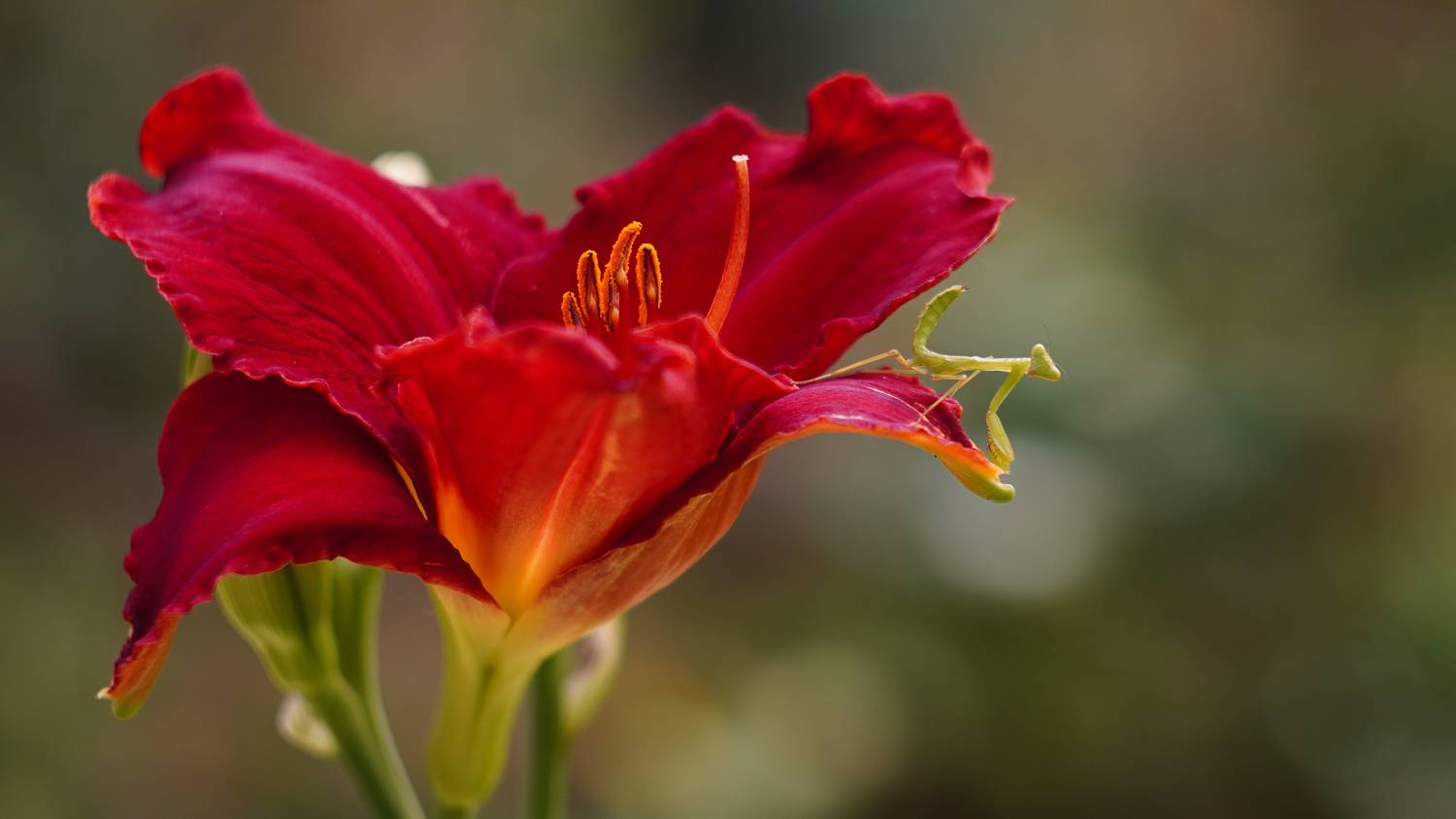 , Вадим Коваленко