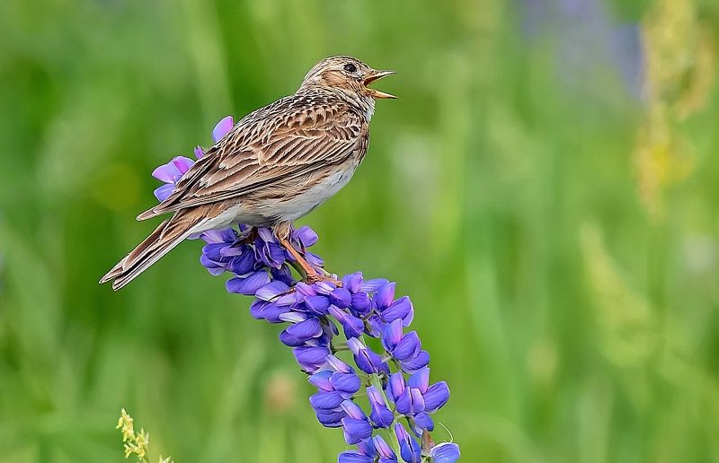 птицы, лето, жаворонок, люпины Полевой жаворонок фото превью