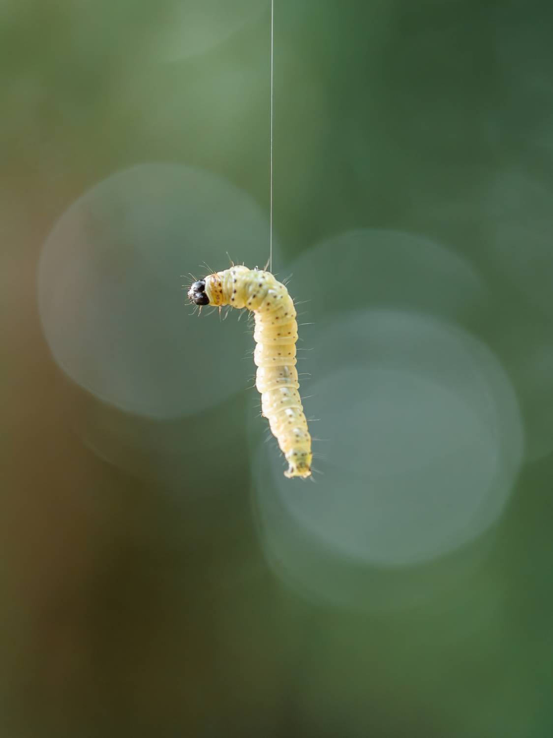 макро, гусеница, macro, catepillar, Ирина Протченко