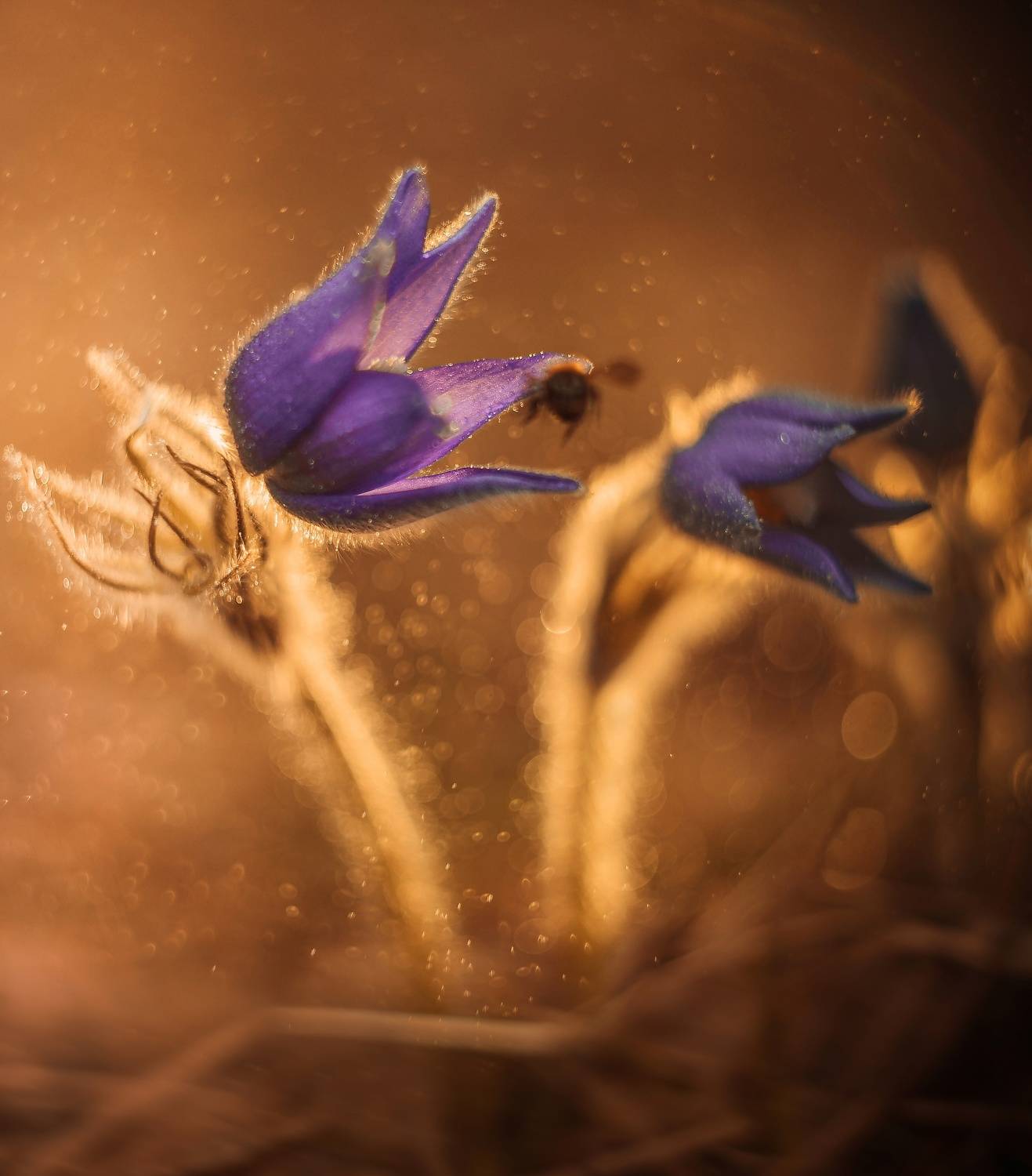 , Лапшина Владлена