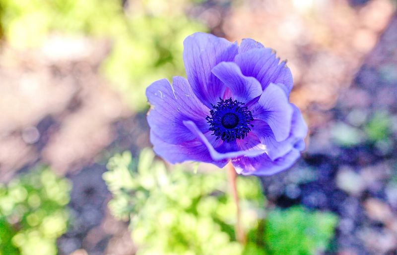 *** фото превью