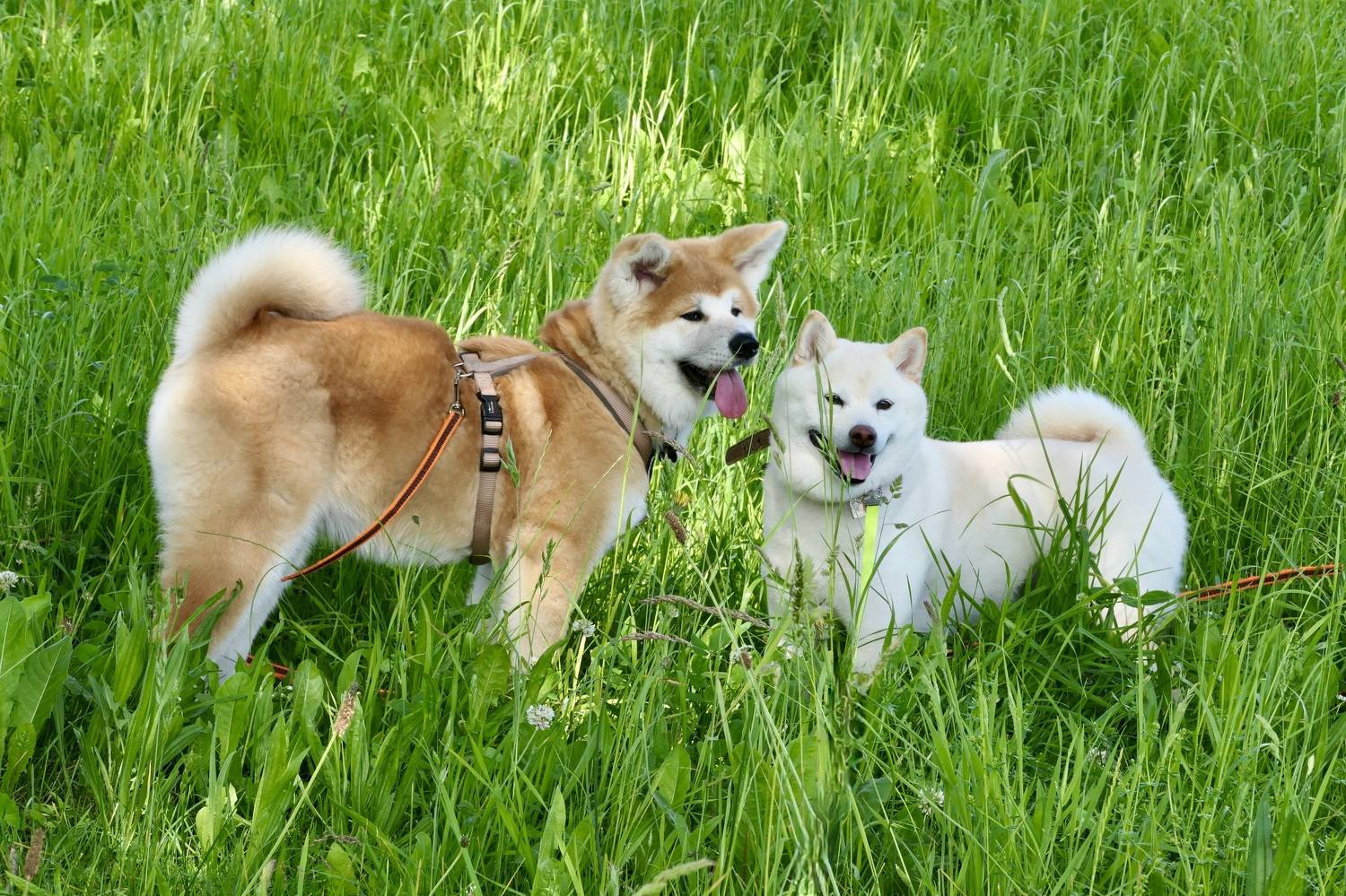 Animals, shiba, akita, dogs, summer, colors, green, joy, животные, собаки, , Svetlana Povarova Ree