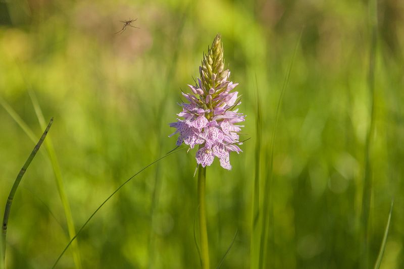 Приземление фото превью