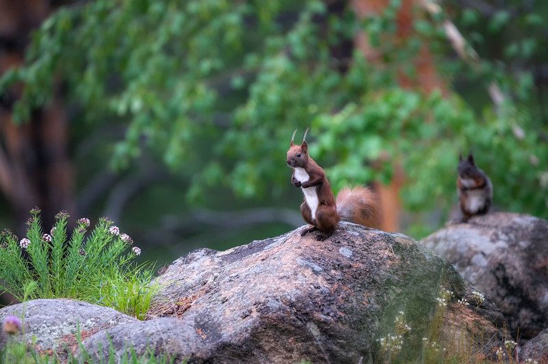 Из жизни белок фото превью