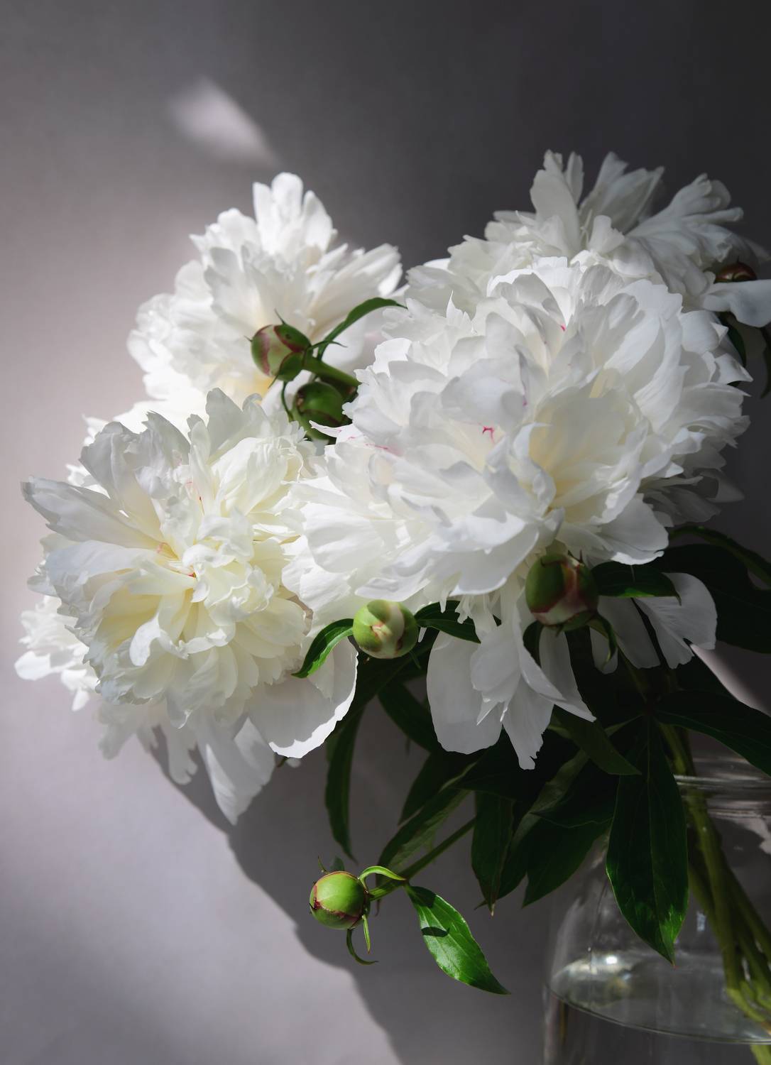 , Божена Пучко