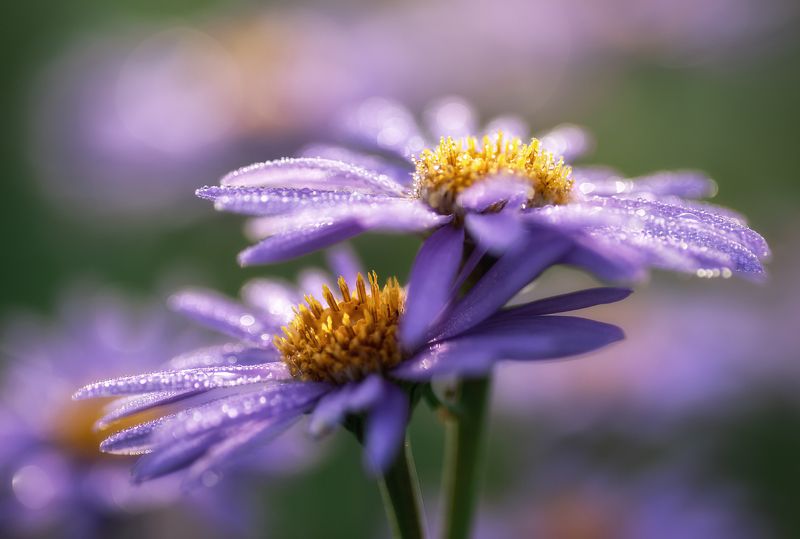 алтай, горный алтай, альпийская астра, усть-коксинский район, цветение, летние цветы, aster alpinus, астры, цветы алтая, макро, роса В утренних брильянтах фото превью
