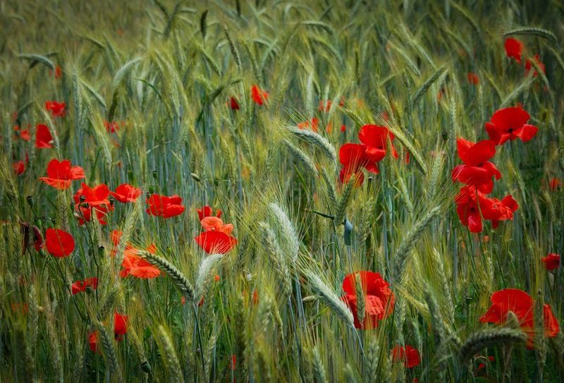 маки, колоски, лето Отцветают. фото превью