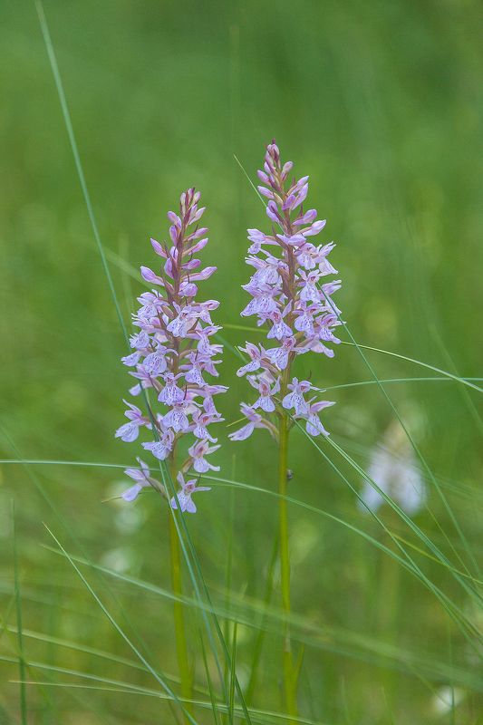 Лесная орхидея фото превью