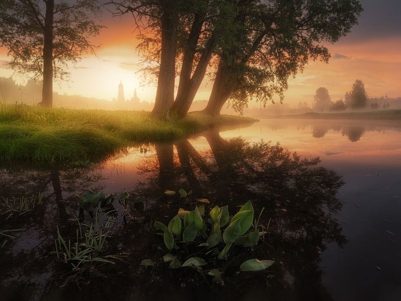 Речная флора фото превью