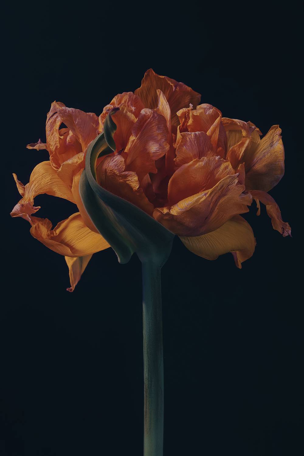 tulip, flower, тюльпан,  Eirene