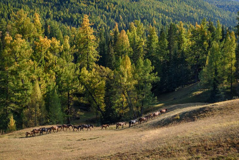 В поисках пастбища фото превью