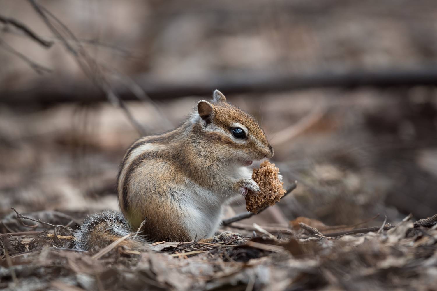, Рагинская Ольга