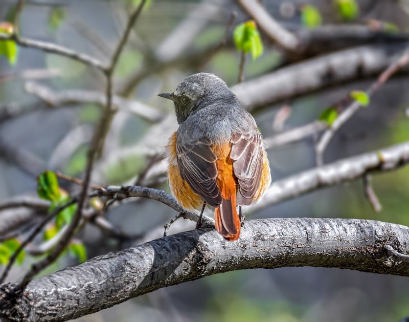 птица, горихвостка, самец, горихвостка. фото превью
