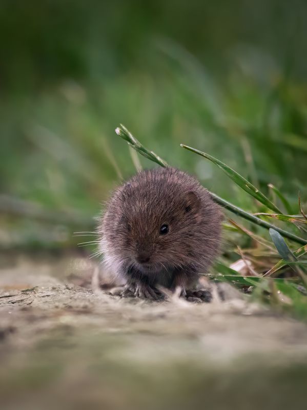 wildlife, photography, animals, mouse Forest mouse фото превью