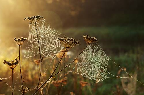 Утро с паутинками