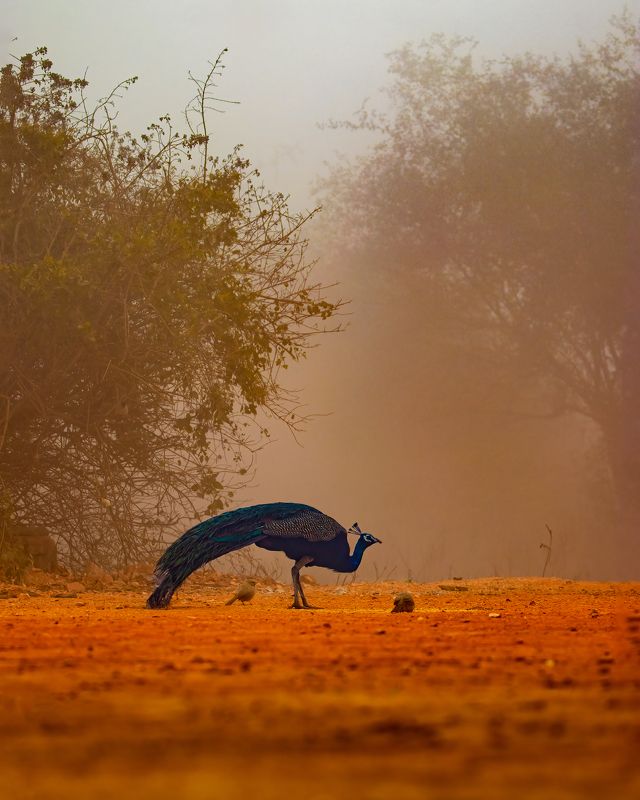 wildlife,animal Indian peafowl фото превью